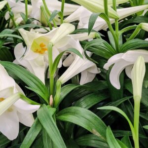 Beautiful Easter Lilies grown from bulbs ready for Easter.